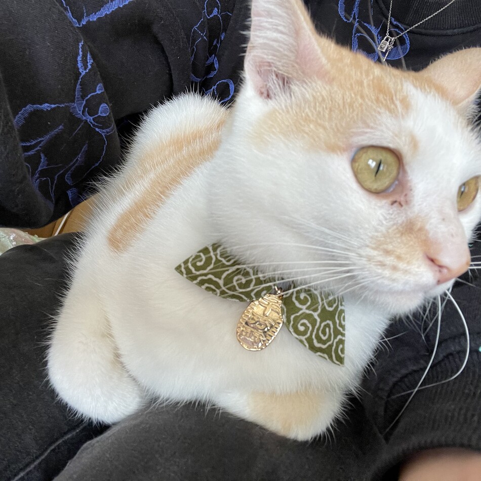 テトのカバー写真