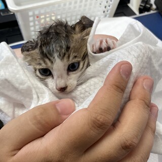 【決定！】推定生後１ヶ月の子猫（ご飯・排泄自力）