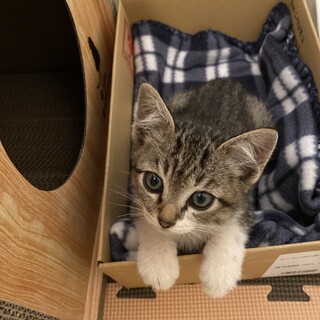 1〜2ヶ月ほどの子猫、怪我あり