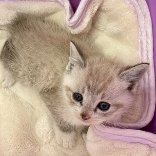 チンチラ系？ミルクティー子猫♂　黒猫♀兄妹1か月