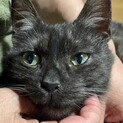 黒と白のミックス猫　うにくん