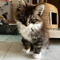 ふわふわ兄弟の家族を探しています。