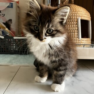 ふわふわ兄弟の家族を探しています。