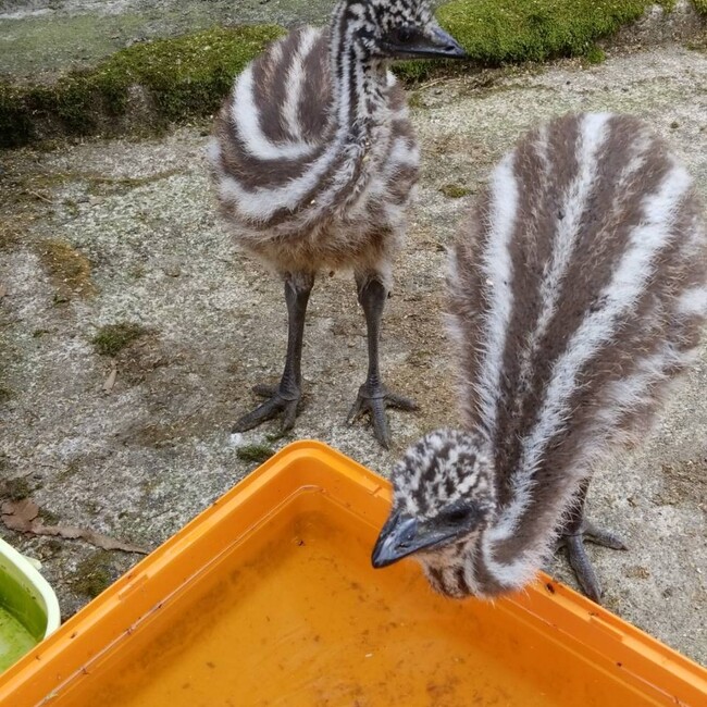 コウダイ1220のカバー写真