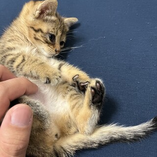 かわいいキジトラ子猫