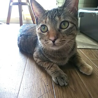 かわいい食いしん坊♡コモちゃん(11ヶ月)