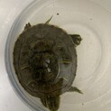甲羅サイズ7.5cm メスのアカミミガメ
