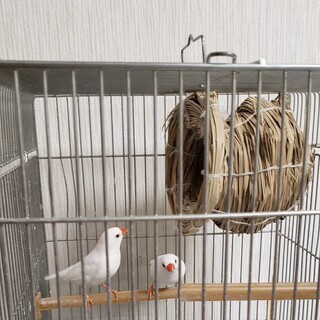 白キンカチョウ2羽