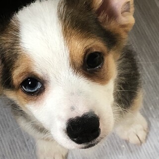 チワワミックス　子犬　里親募集中