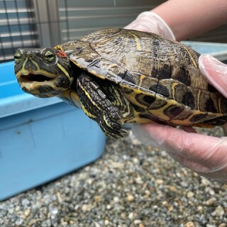 大きなアカミミガメ♡まっちゃん