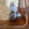 ハムスターの里親募集