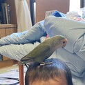 すぐ頭に乗るコザクラインコ 