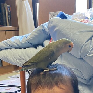 すぐ頭に乗るコザクラインコ 