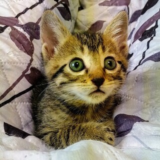 6匹兄妹のコウ君、家族募集中