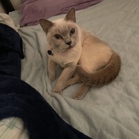 シルヴィア(ちるり)