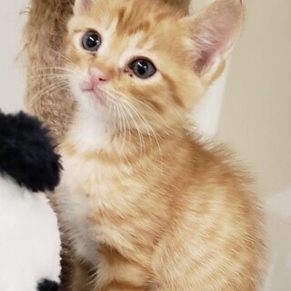 可愛いチャトラの子猫の里親募集