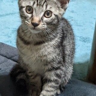里親を探しています サバトラの仔猫