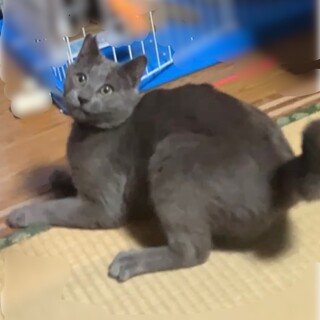 尻尾がラッキーセブンのグレー猫