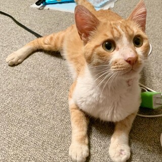 ⑩金太　2歳　オス　茶白　甘えん坊