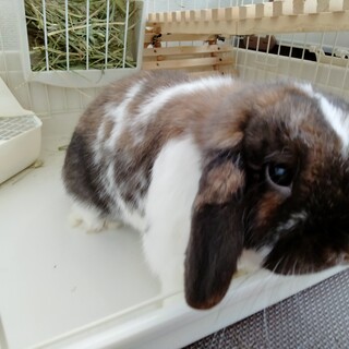 1歳半☆ホーランドロップの男の子