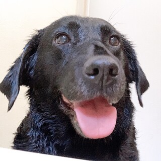 ☆元気いっぱいぽっちゃり黒ラブの女の子♀☆