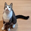 スリスリゴロゴロの甘えん坊さん♡まなちゃん