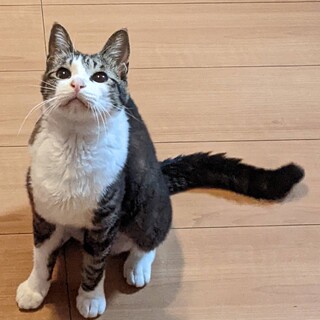 スリスリゴロゴロの甘えん坊さん♡まなちゃん