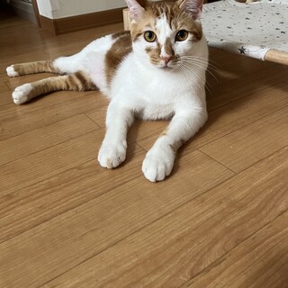 おしゃべりな男の子♡きょうくん