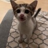生後1ヶ月半のとても人懐っこい女の子です！ サムネイル3