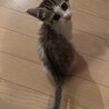 生後1ヶ月半のとても人懐っこい女の子です！ サムネイル4