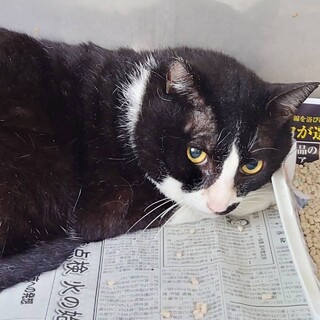 お口の横にゴマ模様の「黒ゴマ」君