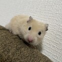 キンクマ　オス　