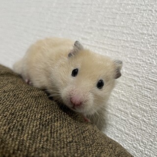 キンクマ　オス　