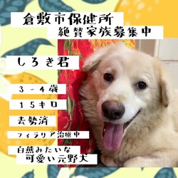 倉敷の白熊みたいな、しろき君→譲渡決定！