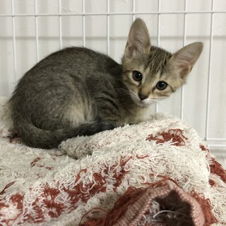 可愛いキジトラ♀ふたばちゃん★