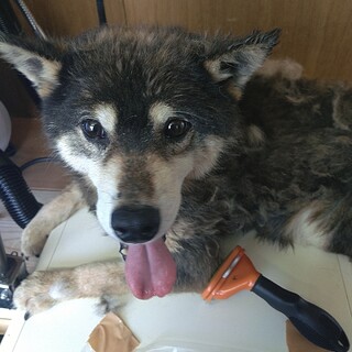 【交渉中の為一時停止】頑張ってきた黒柴ちゃん