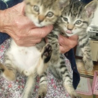 可愛い子猫の里親になってください！