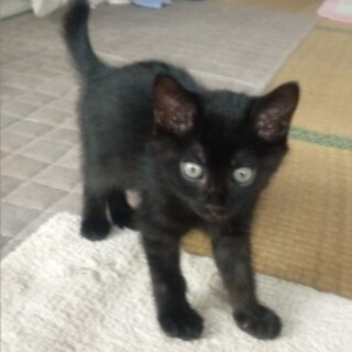 可愛い子猫の里親になってください！