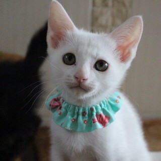 真っ白なイケメンにゃんのハル君