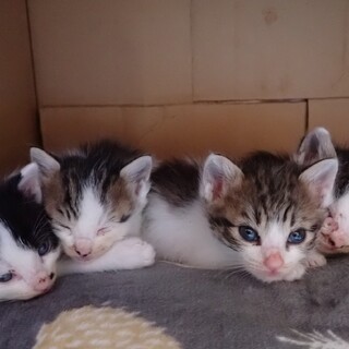 里親を募集します！