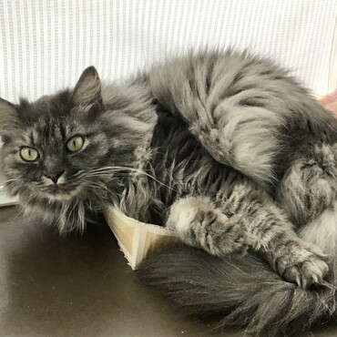 ここ数日潰れた小さい箱がお気に入りの様子