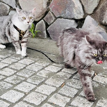 茅ヶ崎海散歩雷太もぺろんちょ