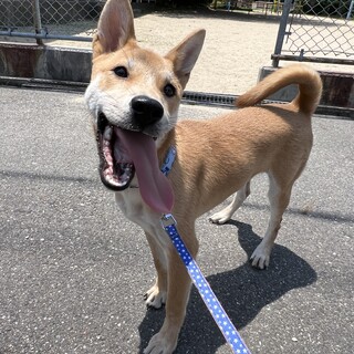 雑種のオス犬です