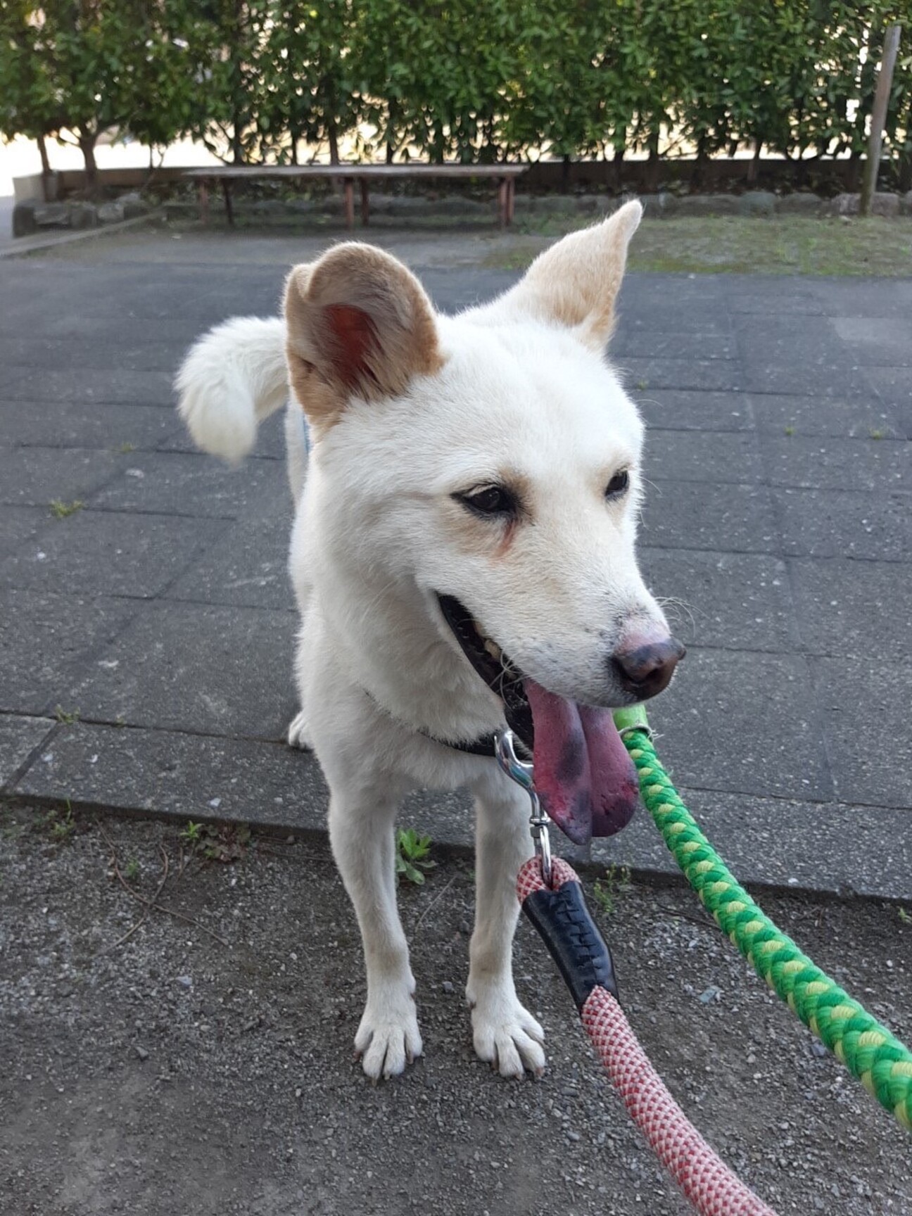 紀州犬ミックス 小ぶりの中型 埼玉県 犬の里親募集 ペットのおうち 月間利用者150万人