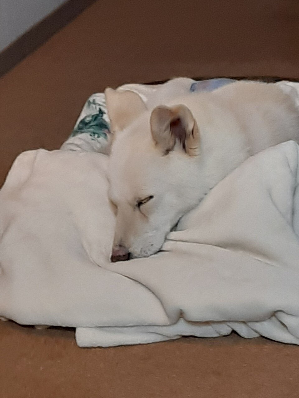 紀州犬ミックス？ 小ぶりの中型」埼玉県 - 犬の里親募集(415944) 4枚目