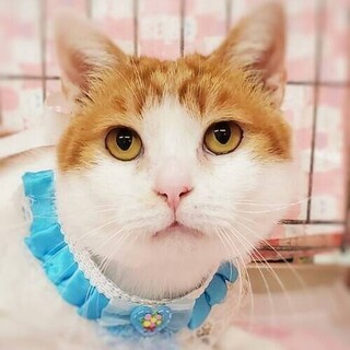 奄美の滝から来たよ♡フナンギョⅡくん