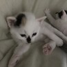 トライアル決定：4/26産まれ 白色多めの三毛猫 サムネイル2