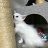 トライアル決定：4/26産まれ 白色多めの三毛猫 サムネイル3