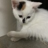 トライアル決定：4/26産まれ 白色多めの三毛猫 サムネイル4