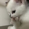 トライアル決定：4/26産まれ 白色多めの三毛猫 サムネイル5